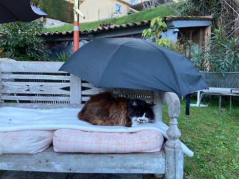 Cat sous parapluie 